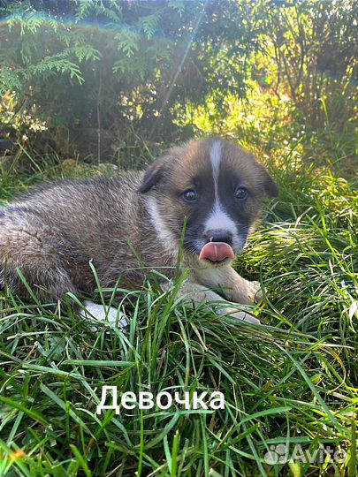 Щенки в добрые руки