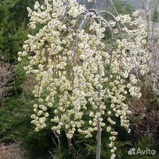 Ива Килмарнок Пендула