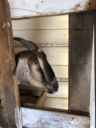 Дойные нубийские козы