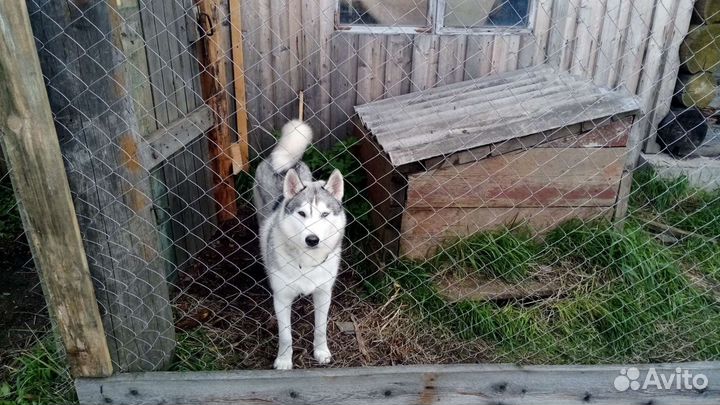 Сибирский хаски, кобель вязка