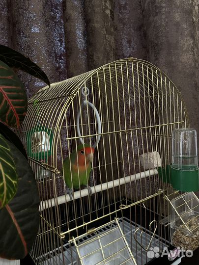 Попугай неразлучник с клеткой