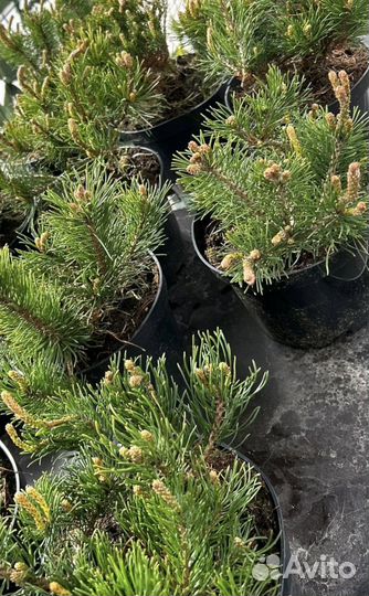 Горная сосна (саженцы) Германия