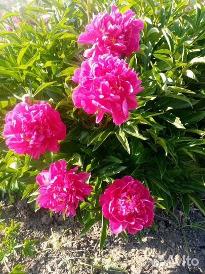 Пионы саженцы бордовый