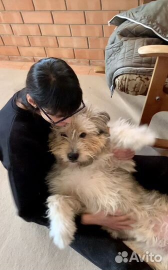 Собака в добрые руки отдам бесплатно