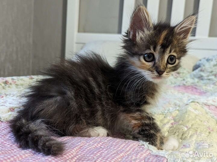 Котенок трехцветный 2 месяца