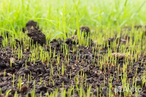 Посевной газон