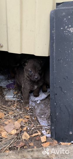 Щенки бесплатно