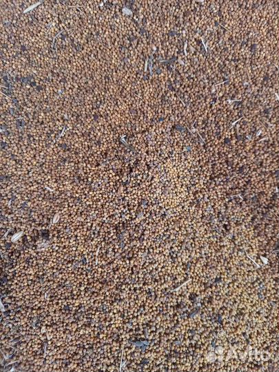 Горчица жёлтая