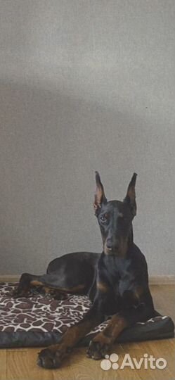 Купирование ушей,хвостов,прибылых пальцев собакам