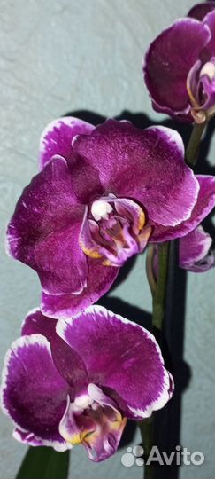 Орхидея фаленопсис Каменная роза