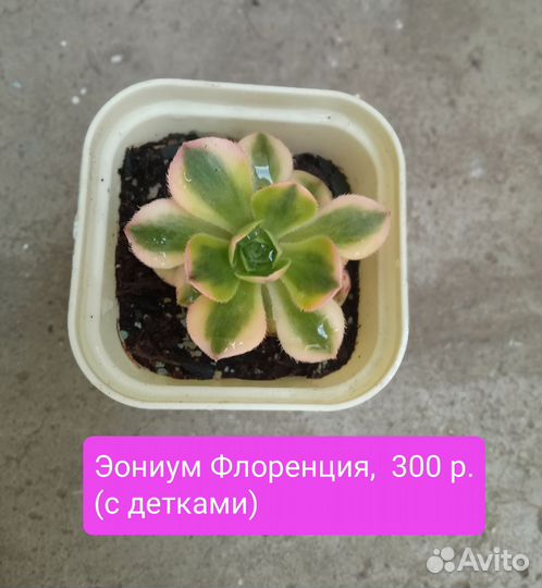 Эониумы