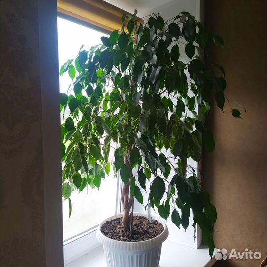 Комнатные цветы