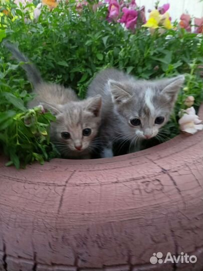 Котята отдам бесплатно