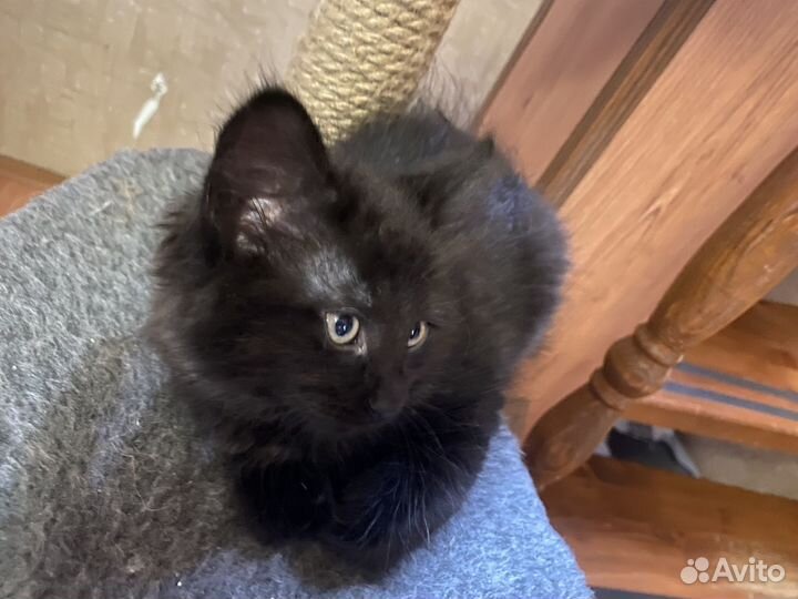 Котятки в добрые руки