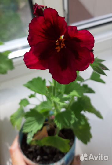 Королевская пеларгония