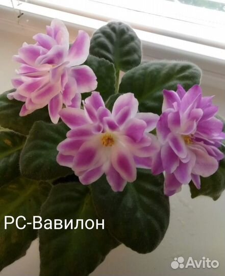 Детки сортовых фиалок