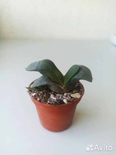 Суккуленты