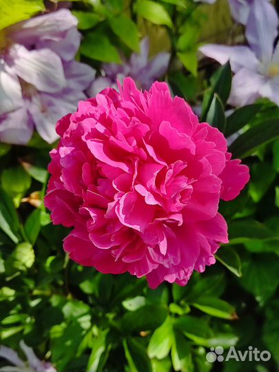 Саженцы садовых цветов