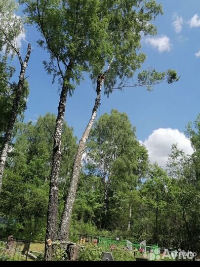 Спил аварийных деревьев