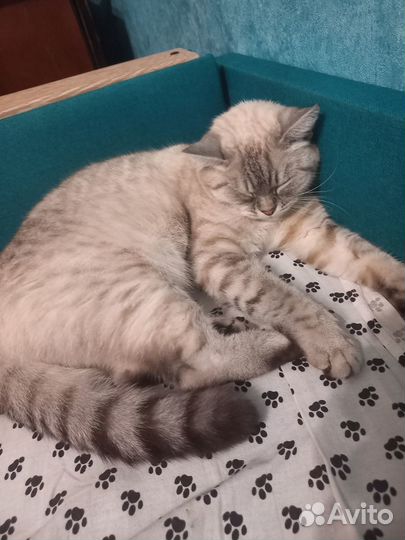 Кошка британка. Вязка