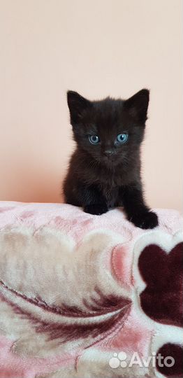 Котята малыши в добрые заботливые руки