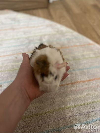 Морские свинки