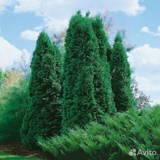 Туя Брабант 1,5 м