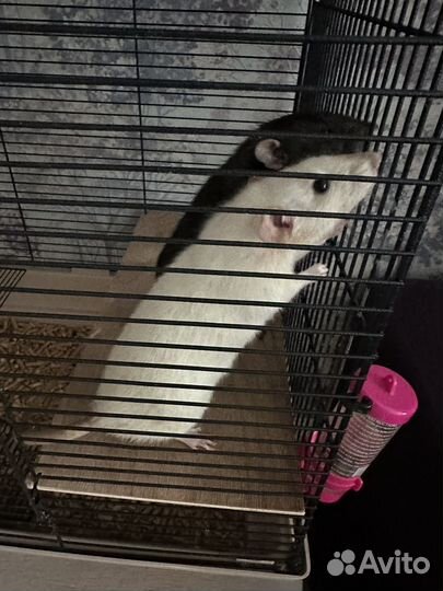 Крыса дамбо