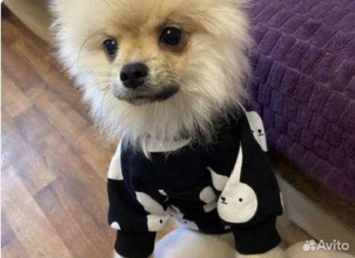 Пошив одежды для собак