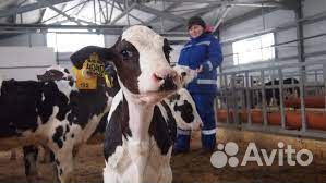 Скотник с предоставлением жилья