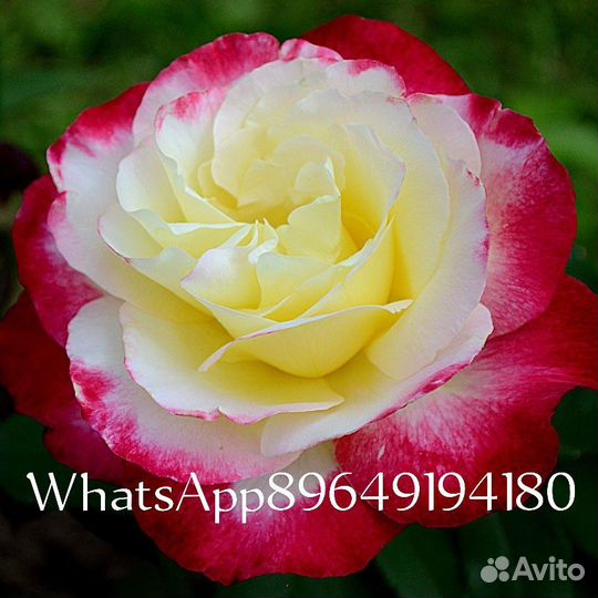 Продается роза на осень 2024