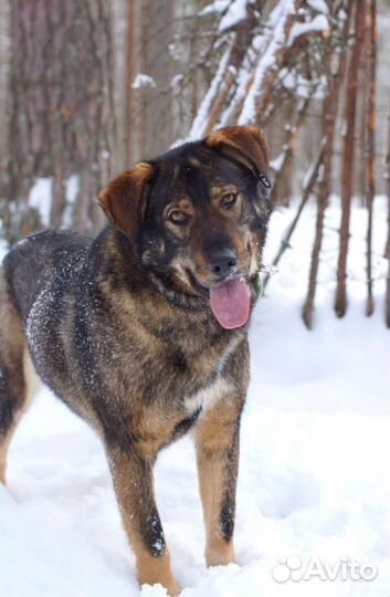 Шикарный медведь Цай