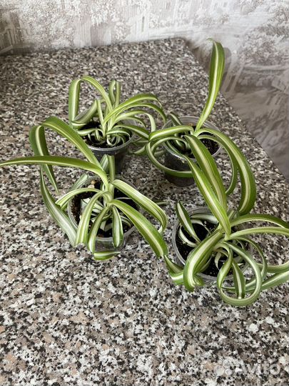 Хлорофитум кудрявый Бонни