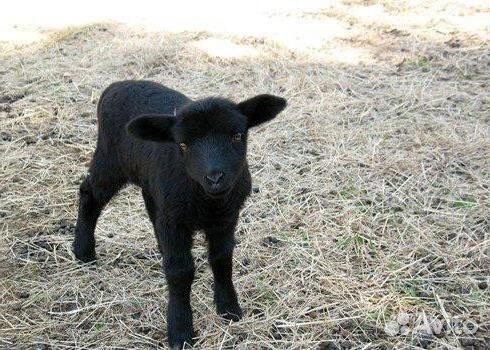 Контанкнтый зоопарк, животные на фотосессии