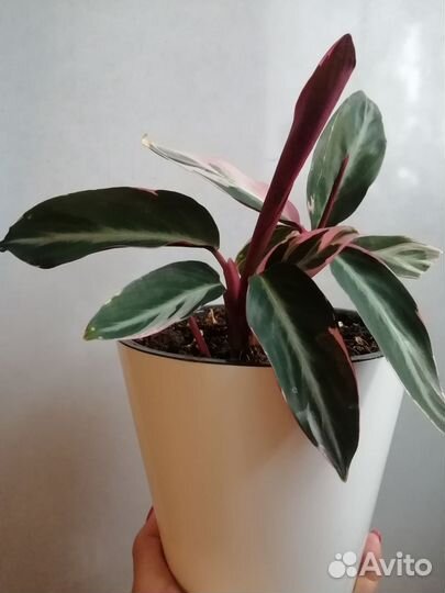 Цветы комнатные