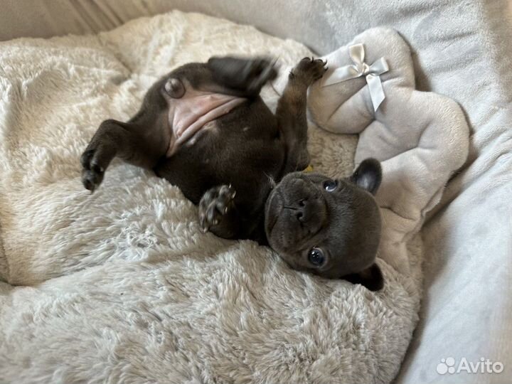 Голубой Французский бульдог девочка