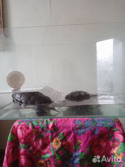 Черепахи красноухие