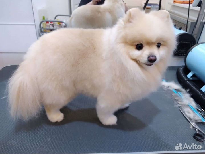 Груминг модель