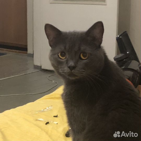 Котик ищет дом