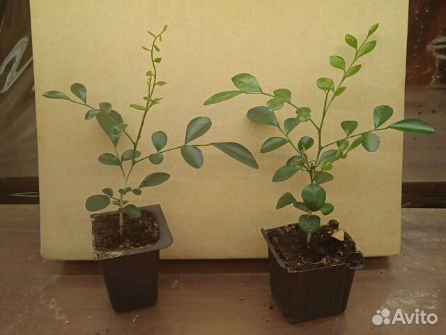 Мурайя метельчатая, с плодами и бутонами