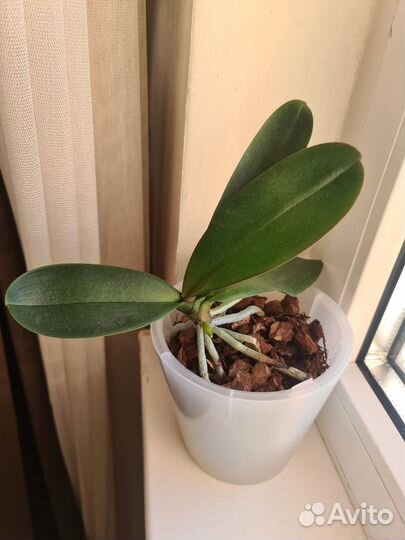 Орхидея фаленопсис Dragon Heart