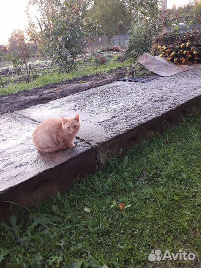Котята ищут дом