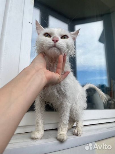 Кот
