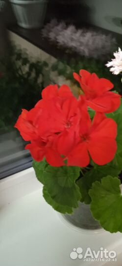 Пеларгония герань сортовая