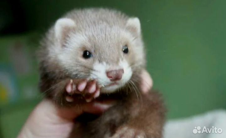 Домашний хорек