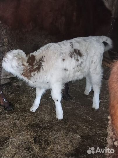 Телёнок бычок подсосный