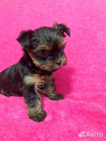 Йоркширский терьер щенки