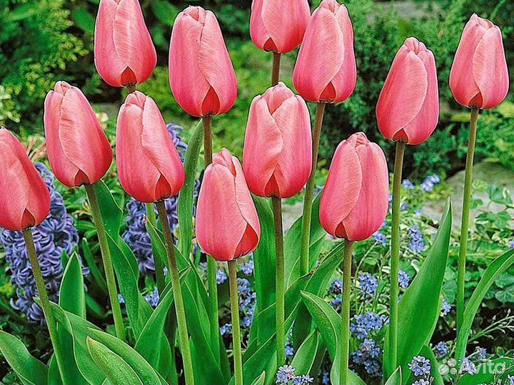 Луковицы тюльпанов оптом