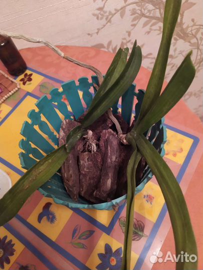 Орхидея ванда