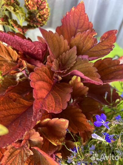 Цветы колеус и др